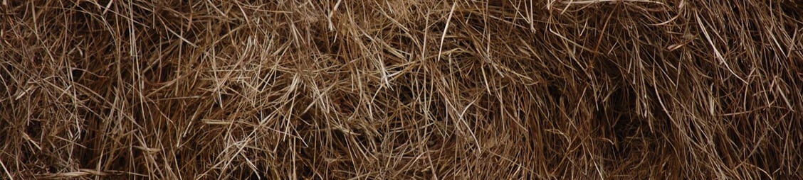 hay-banner.jpg